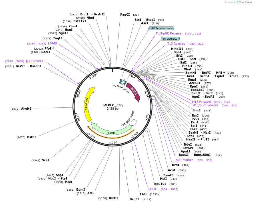 114226-plasmid-map-sequence-id-224806