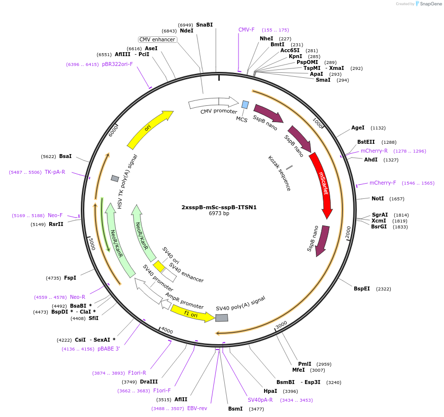 114425-plasmid-map-sequence-id-224807