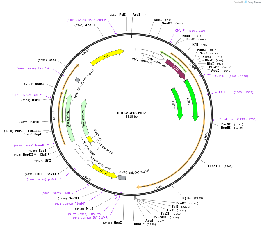 114417-plasmid-map-sequence-id-224808