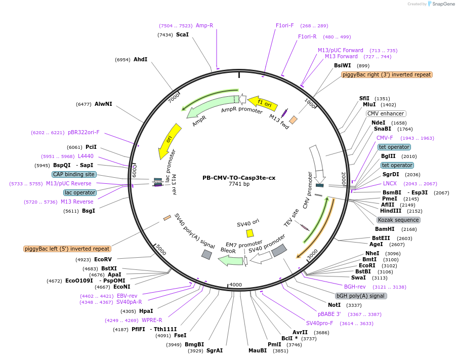 116057-plasmid-map-sequence-id-224816