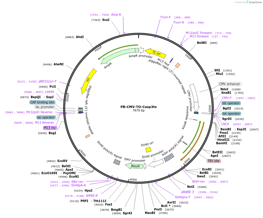 116055-plasmid-map-sequence-id-224817