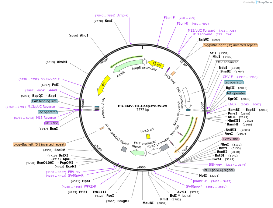116056-plasmid-map-sequence-id-224818