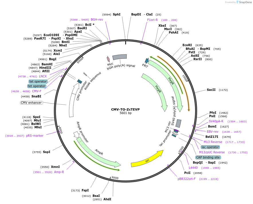 116070-plasmid-map-sequence-id-224822