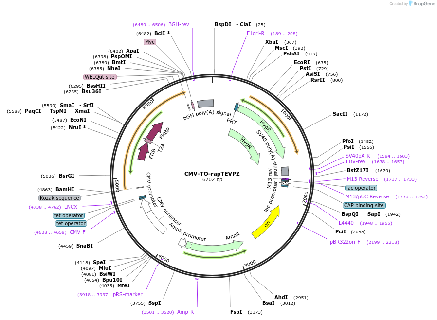 116076-plasmid-map-sequence-id-224823