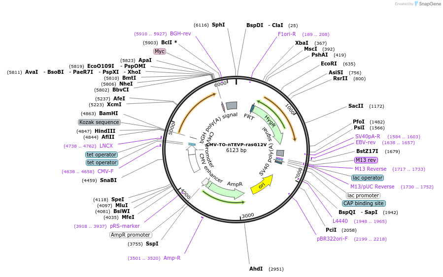 116073-plasmid-map-sequence-id-224825