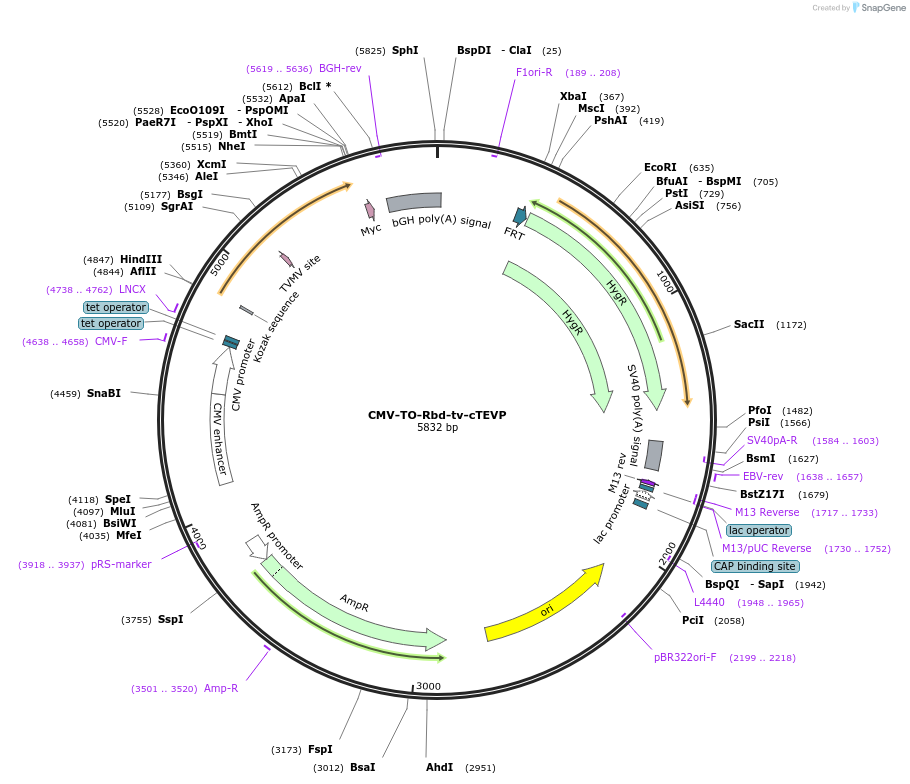 116072-plasmid-map-sequence-id-224826