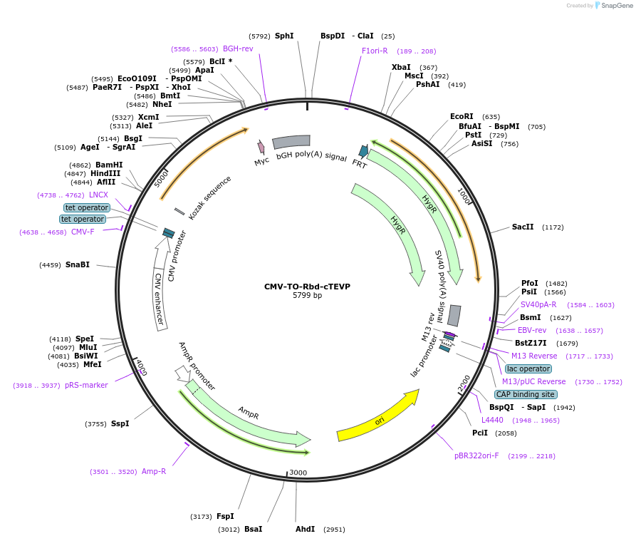 116075-plasmid-map-sequence-id-224828