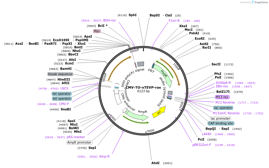 116074-plasmid-map-sequence-id-224829