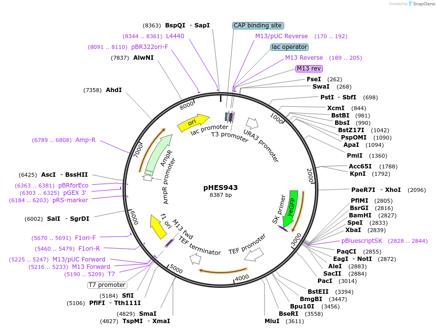 112641-plasmid-map-sequence-id-224838