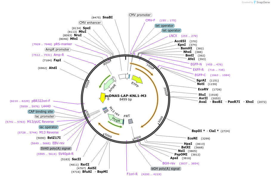 115896-plasmid-map-sequence-id-224847