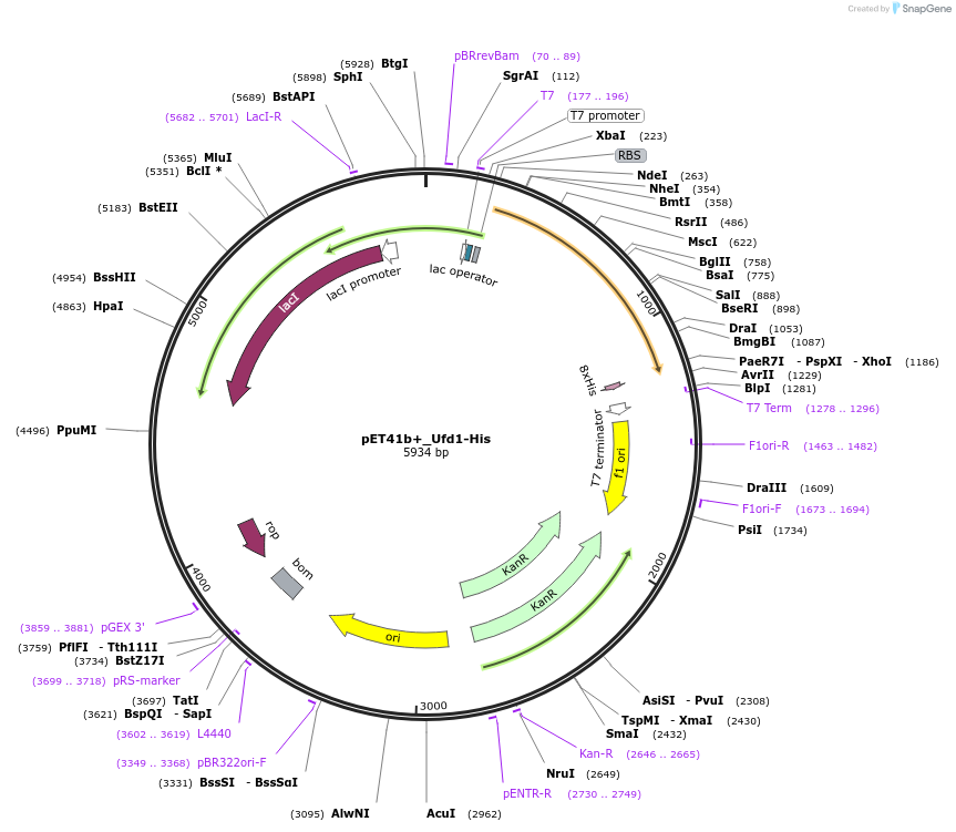 117107-plasmid-map-sequence-id-224850