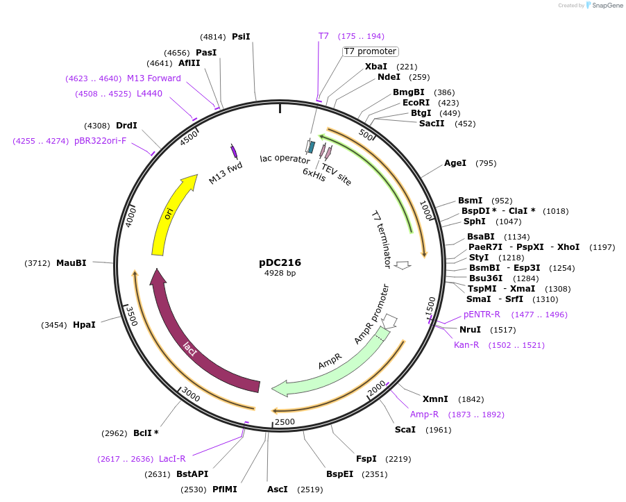 115791-plasmid-map-sequence-id-224893