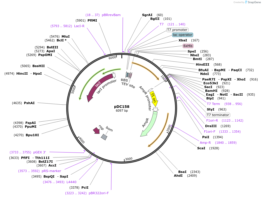 115793-plasmid-map-sequence-id-224901