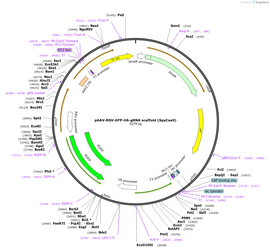 113039-plasmid-map-sequence-id-224903