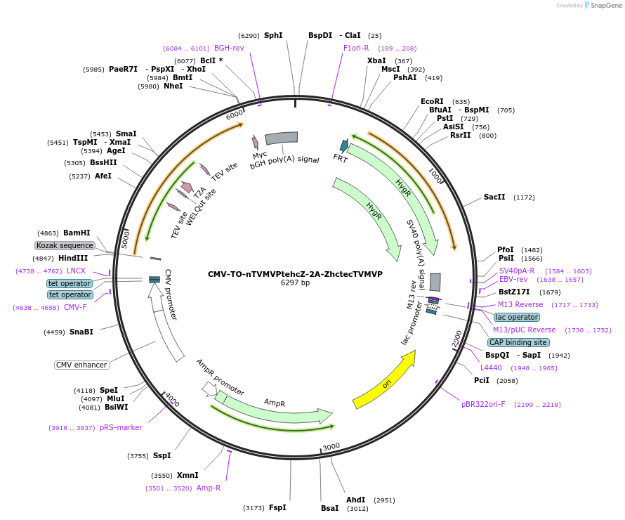 116084-plasmid-map-sequence-id-224915