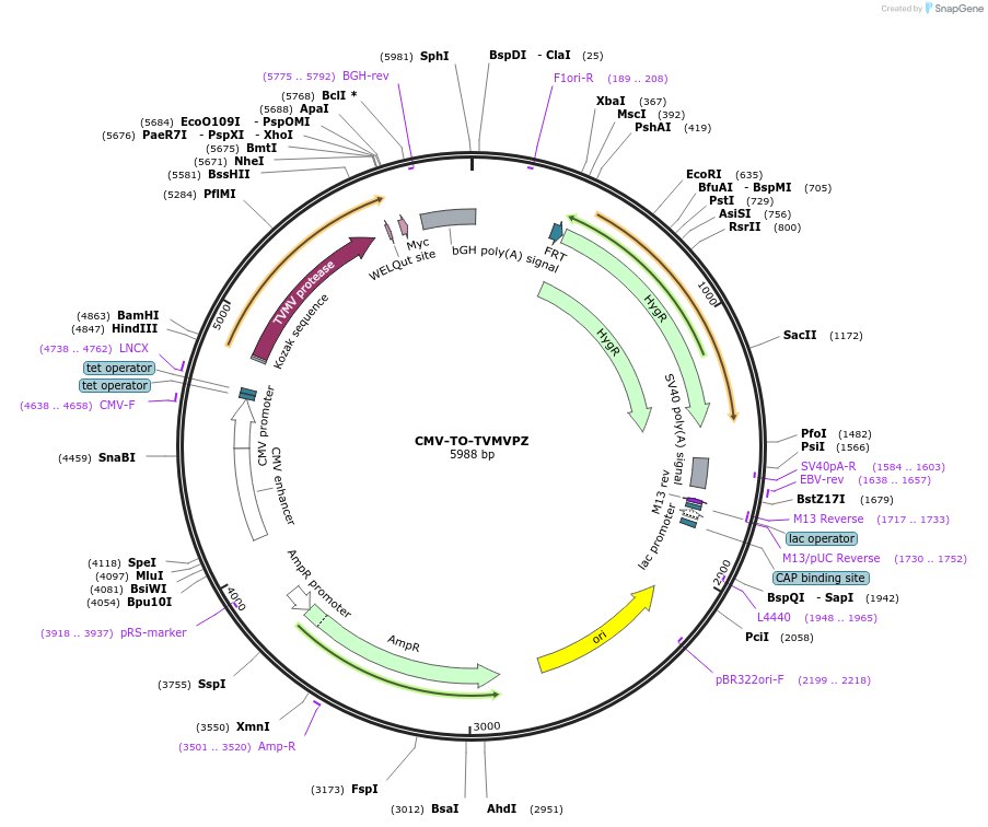 116079-plasmid-map-sequence-id-224917