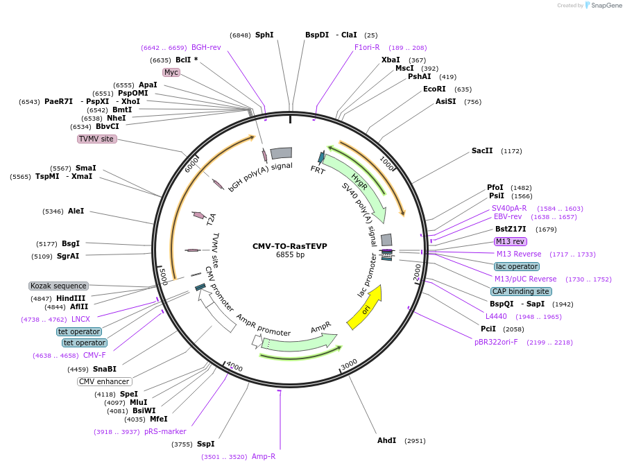 116077-plasmid-map-sequence-id-224918