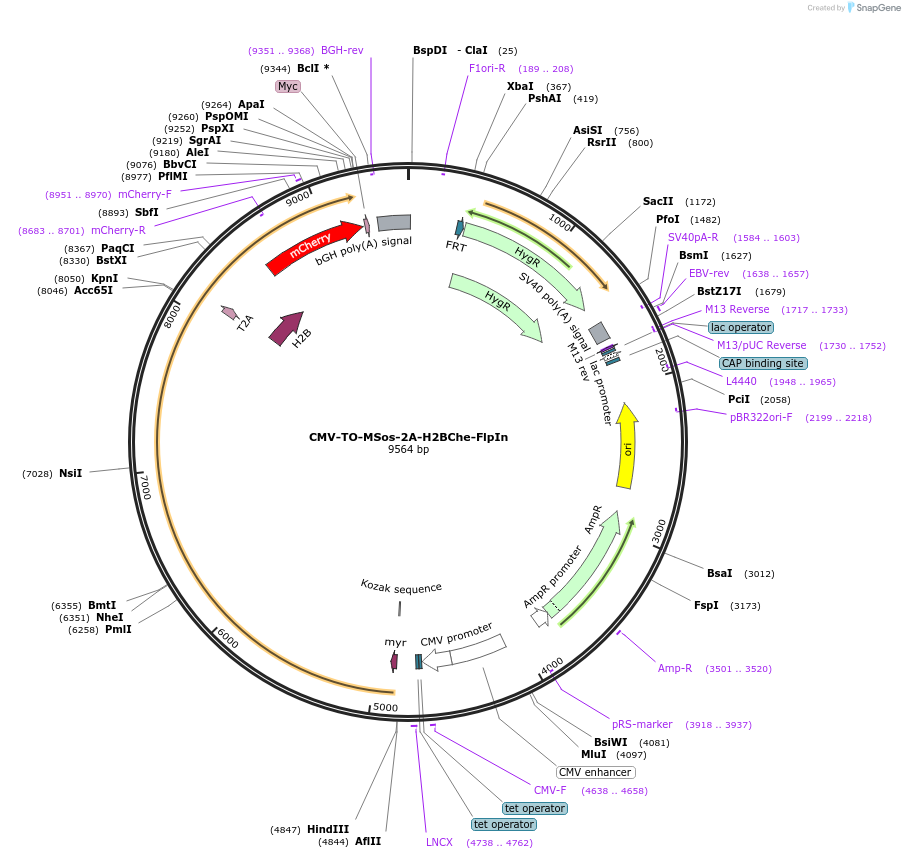 116038-plasmid-map-sequence-id-224919