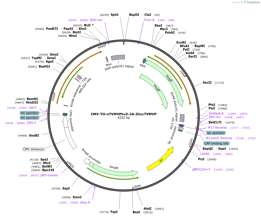 116080-plasmid-map-sequence-id-224920