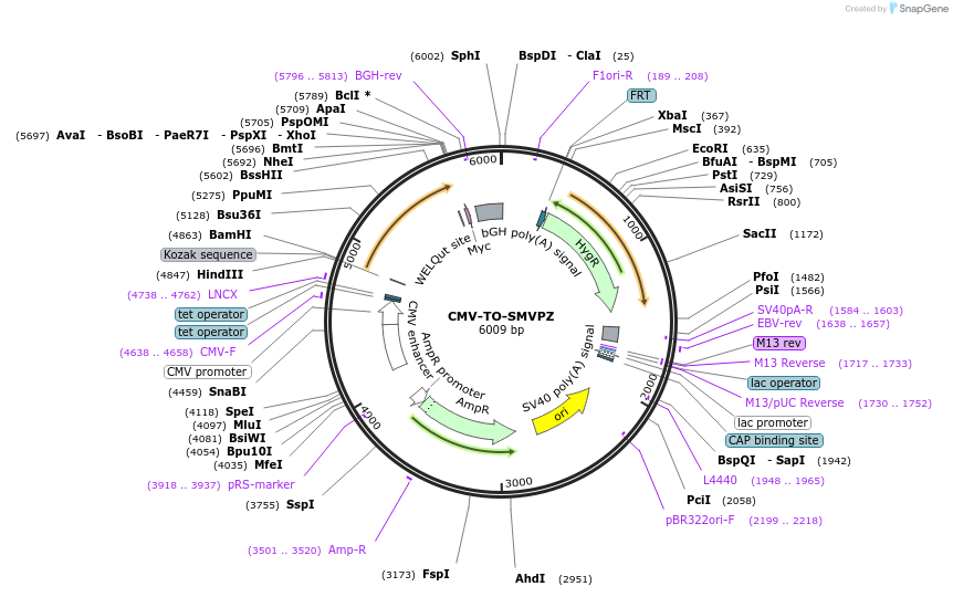 116100-plasmid-map-sequence-id-224922
