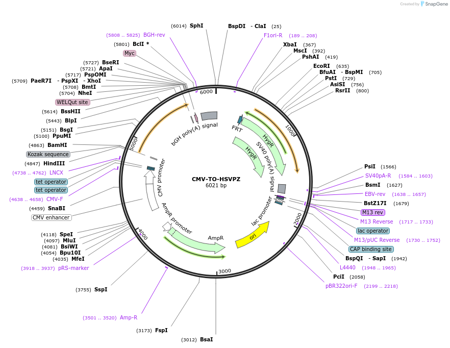 116101-plasmid-map-sequence-id-224923