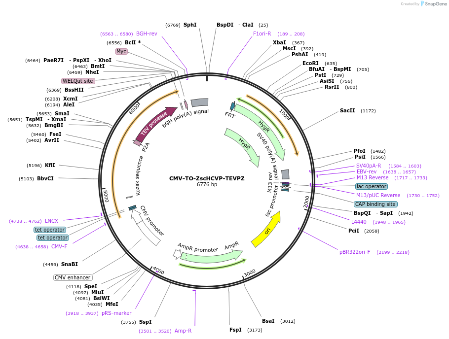 116094-plasmid-map-sequence-id-224924