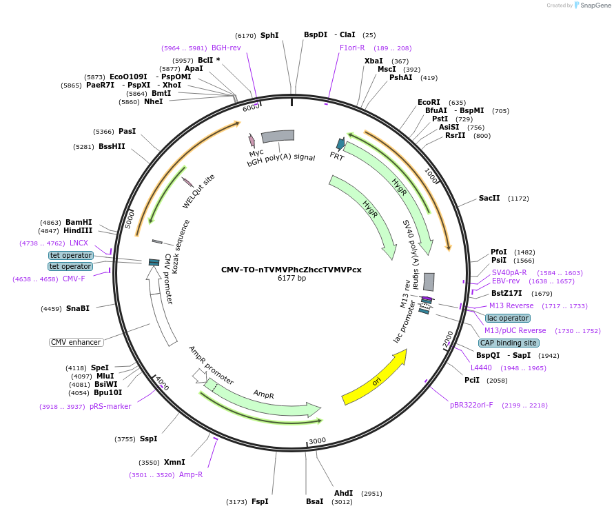 116086-plasmid-map-sequence-id-224927