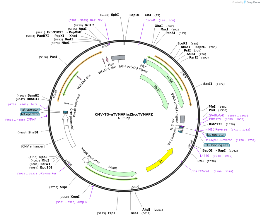 116085-plasmid-map-sequence-id-224928