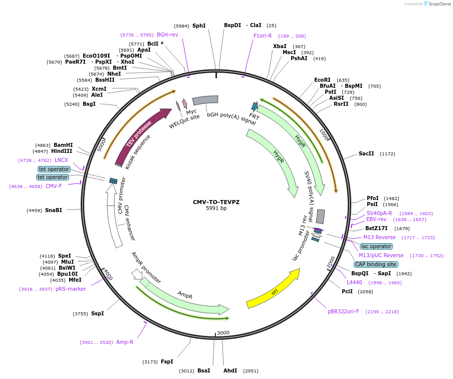116065-plasmid-map-sequence-id-224933