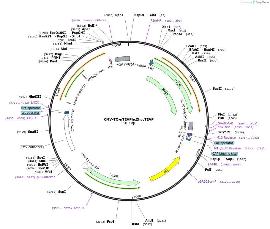 116066-plasmid-map-sequence-id-224934