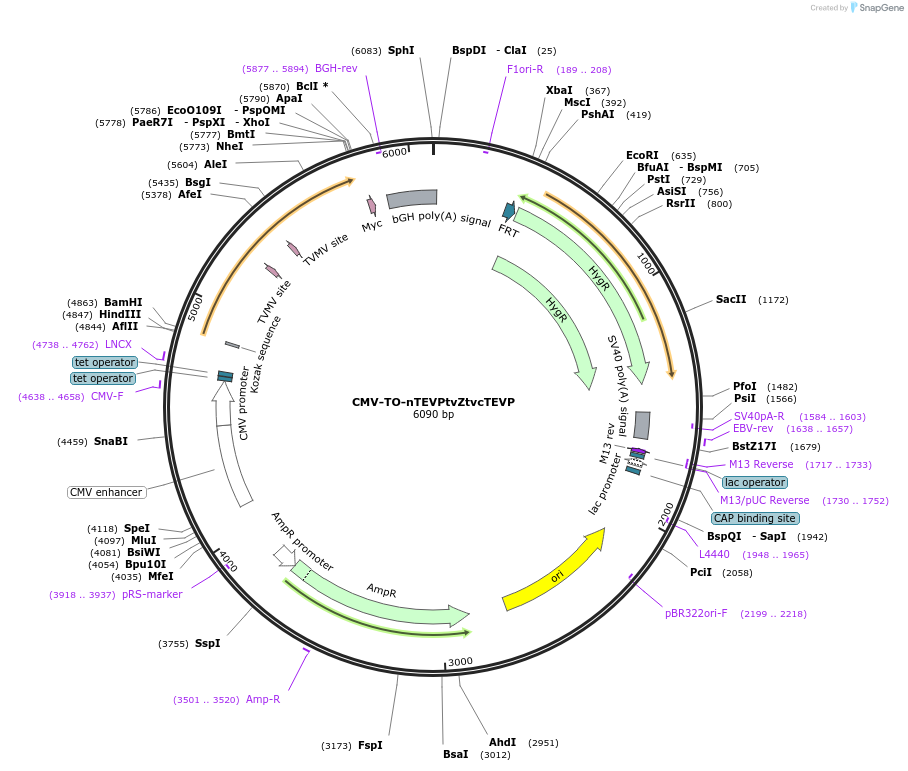 116067-plasmid-map-sequence-id-224935