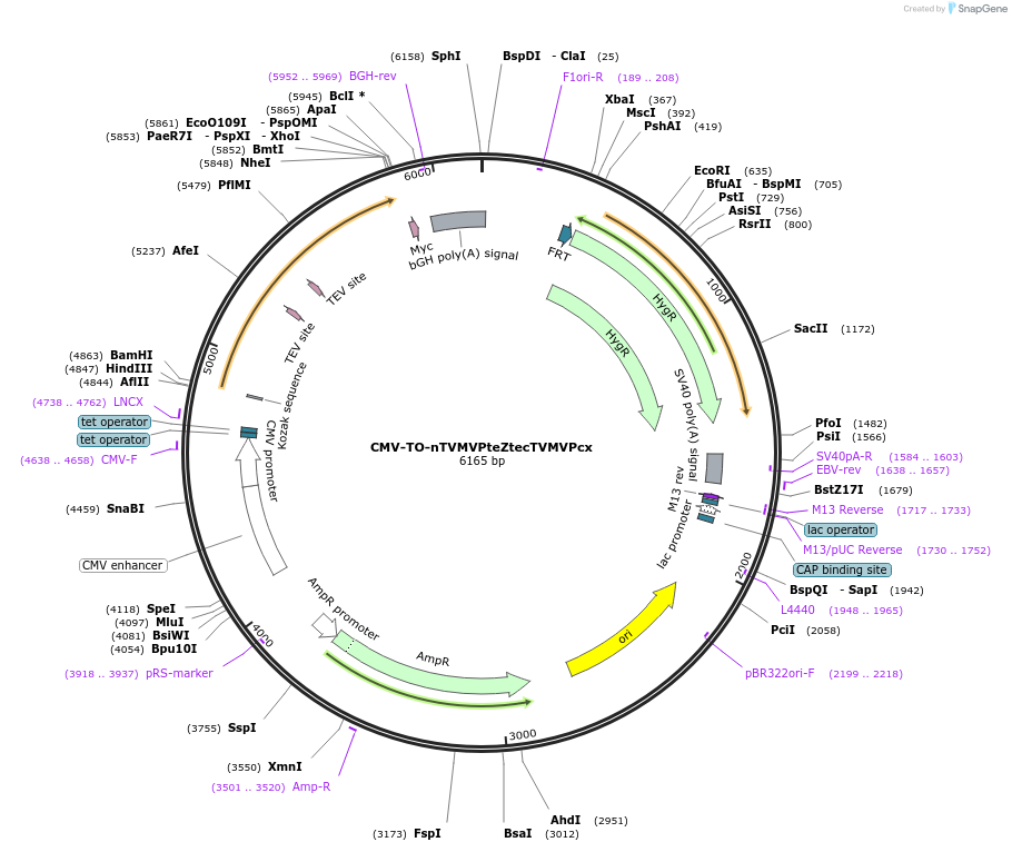 116087-plasmid-map-sequence-id-224936