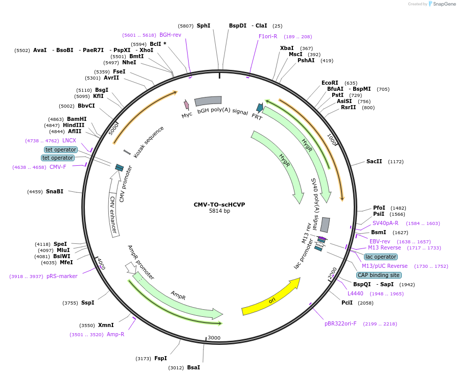 116088-plasmid-map-sequence-id-224937