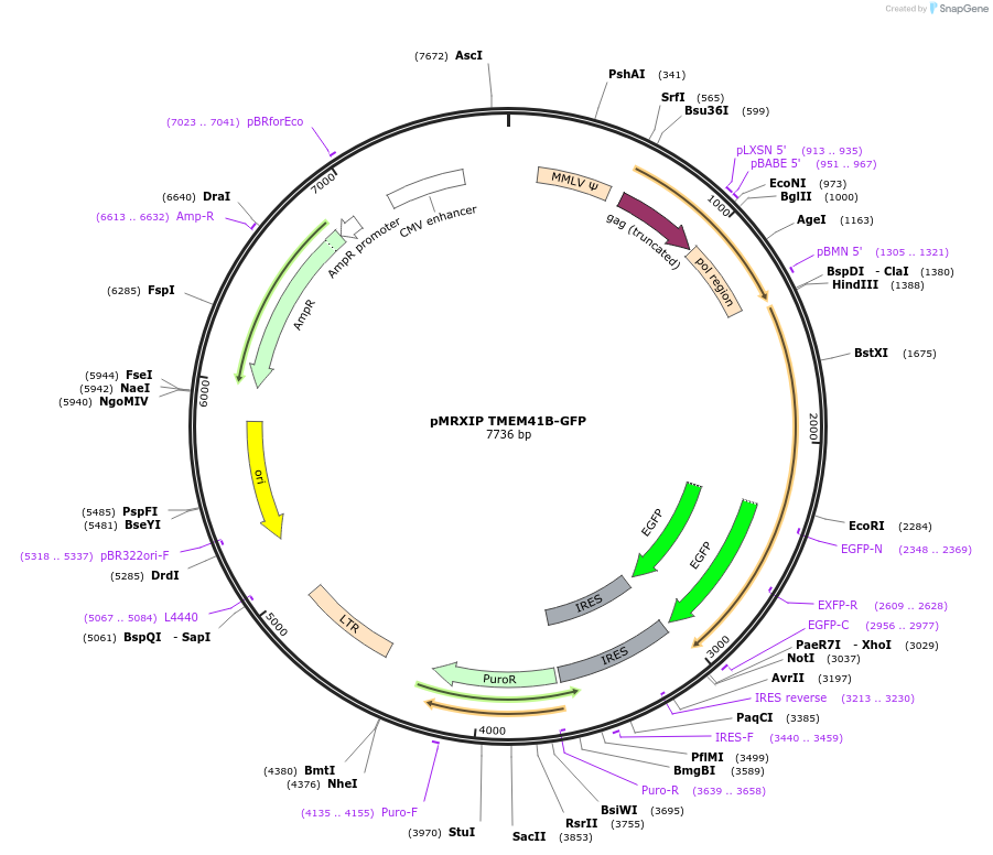 117414-plasmid-map-sequence-id-224939