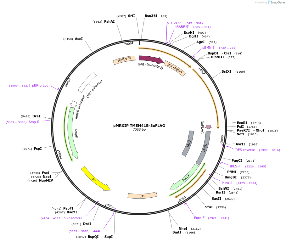 117415-plasmid-map-sequence-id-224940