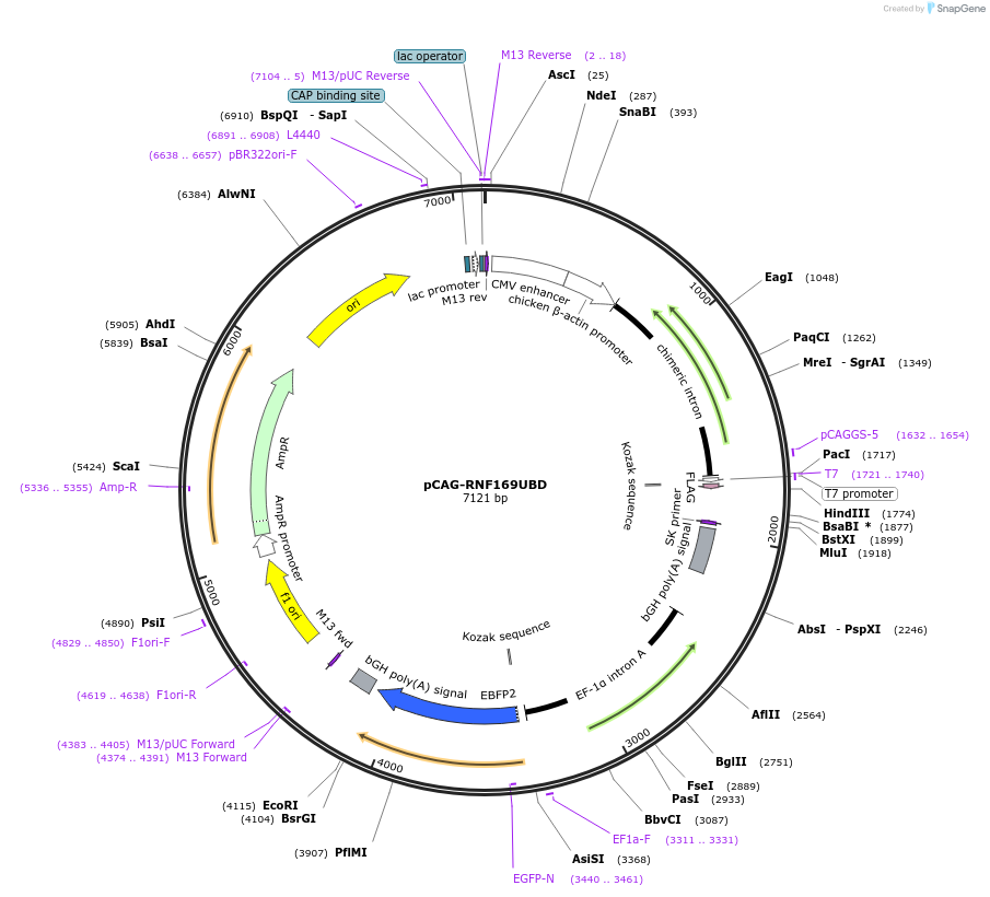 119006-plasmid-map-sequence-id-224973