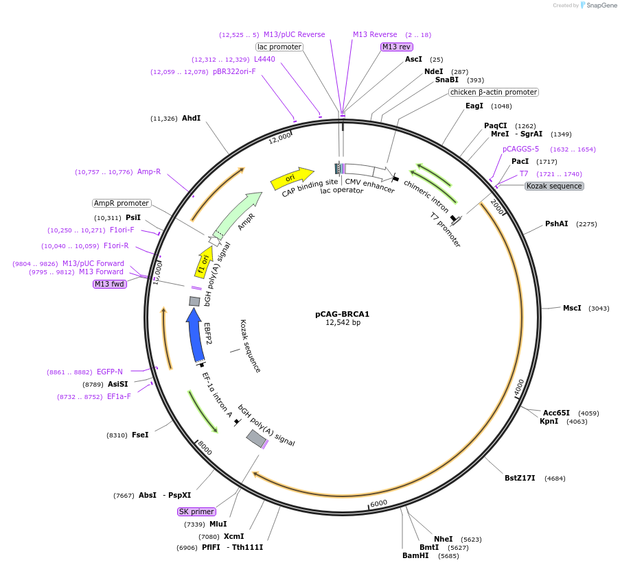 119007-plasmid-map-sequence-id-224974