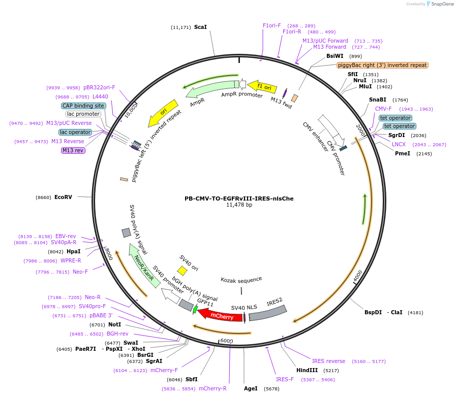 116039-plasmid-map-sequence-id-224982