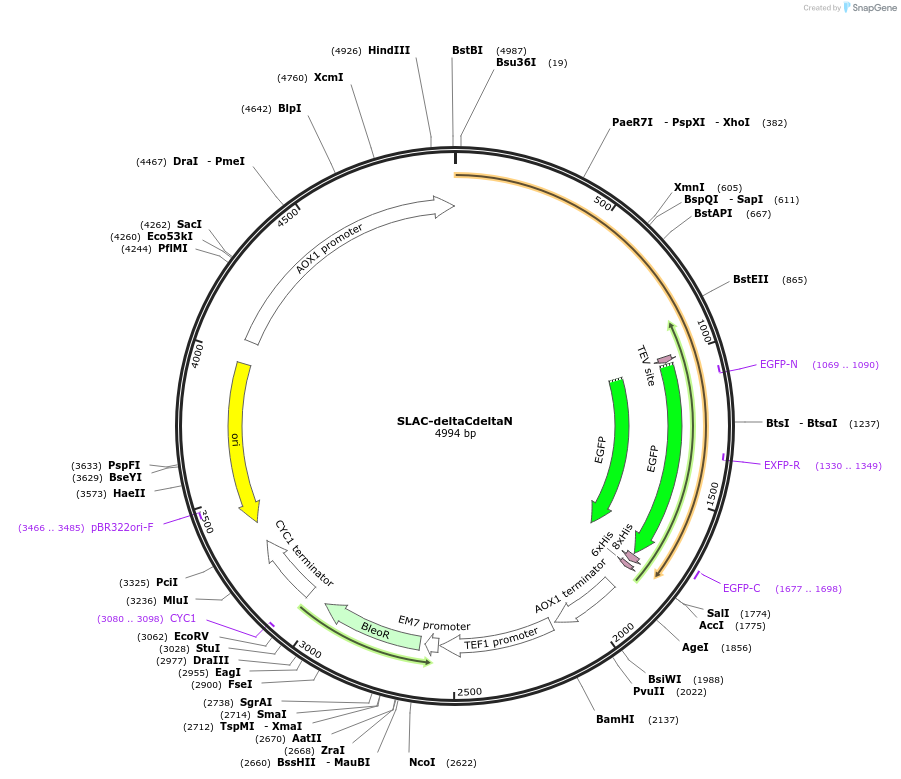 117103-plasmid-map-sequence-id-224984
