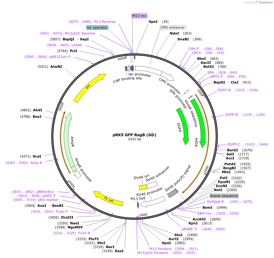 112765-plasmid-map-sequence-id-224985