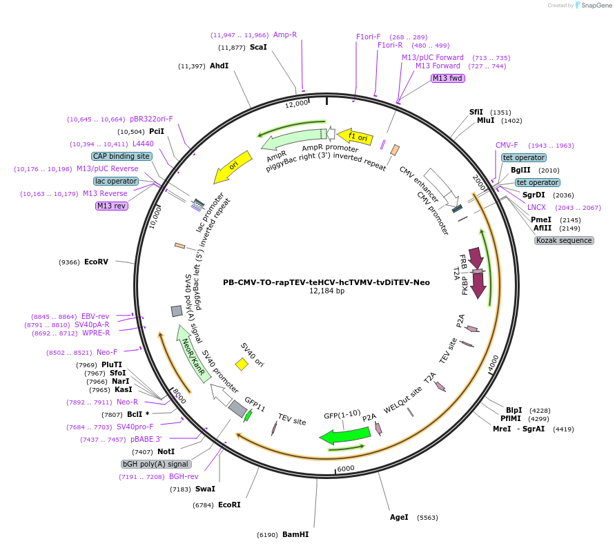 116095-plasmid-map-sequence-id-224986
