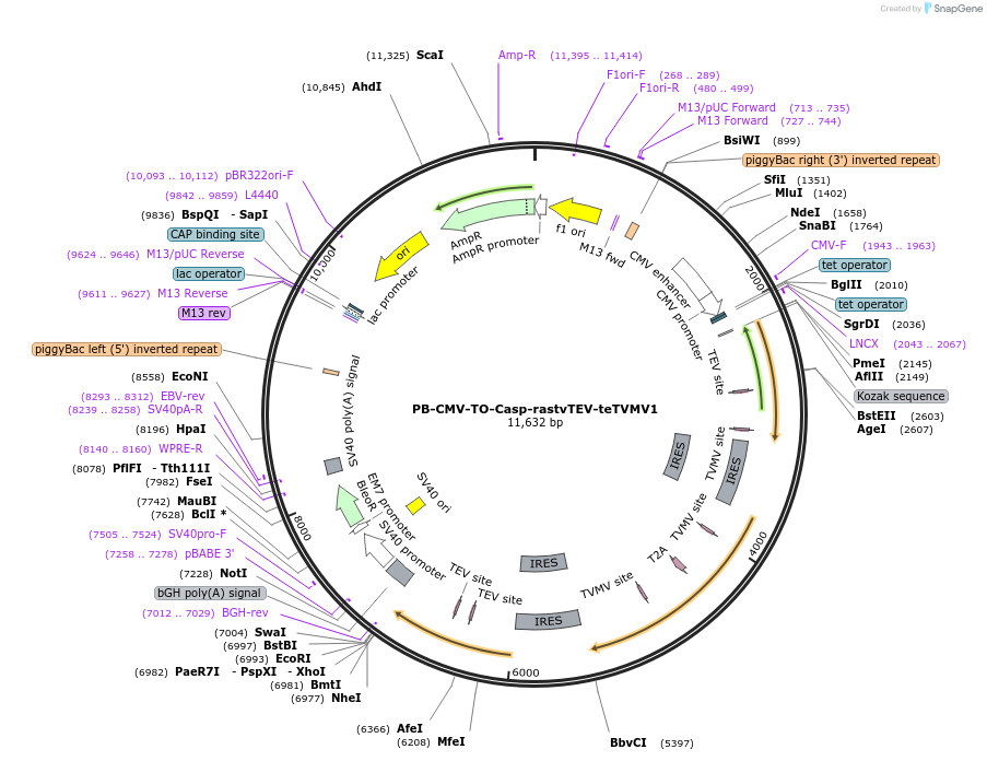 116097-plasmid-map-sequence-id-224987