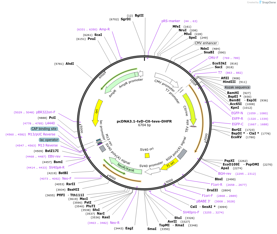 116054-plasmid-map-sequence-id-224989