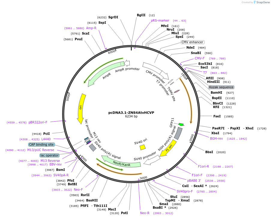 116092-plasmid-map-sequence-id-224991
