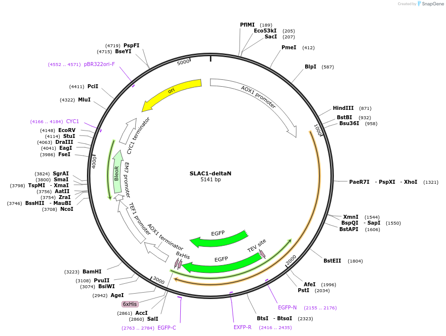 117101-plasmid-map-sequence-id-224992