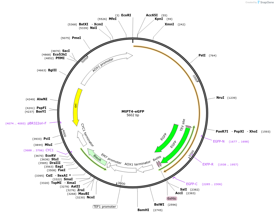 117095-plasmid-map-sequence-id-224993