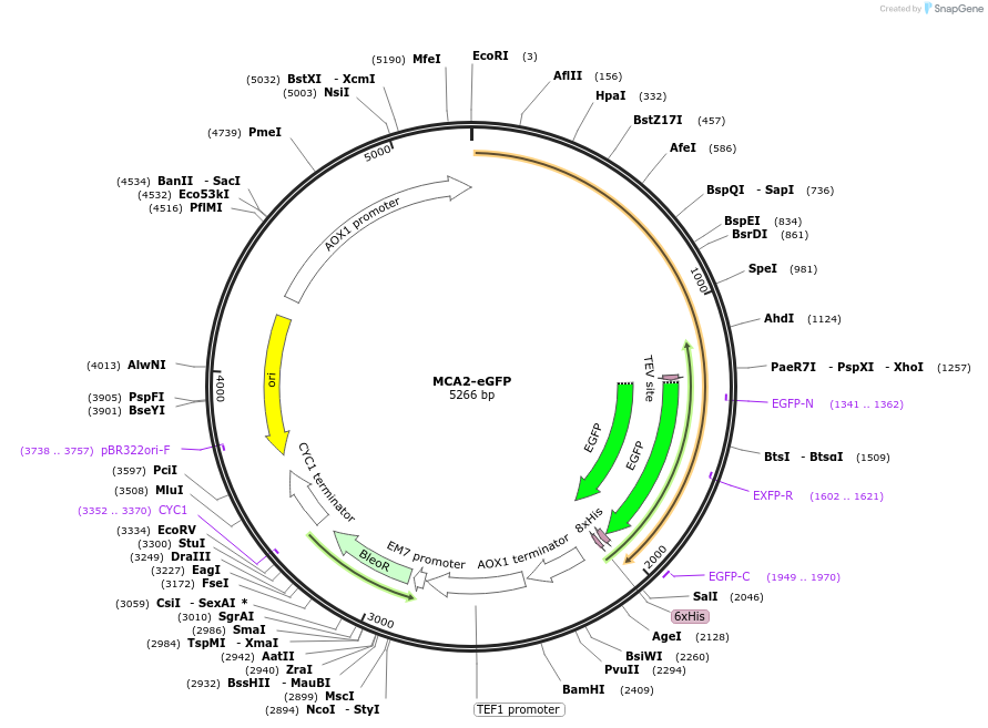 117098-plasmid-map-sequence-id-224996