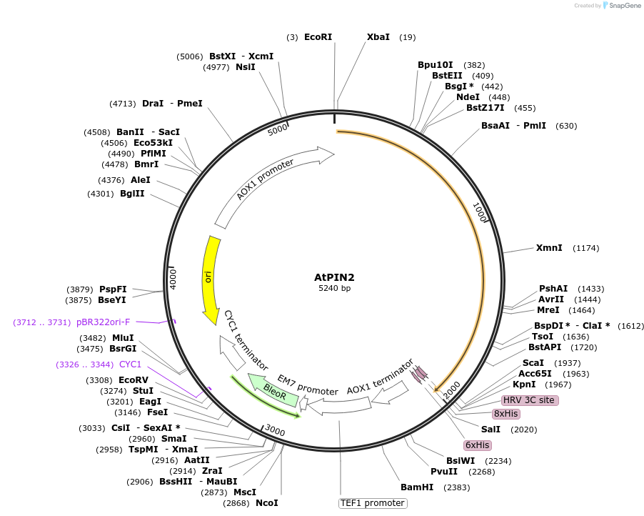117089-plasmid-map-sequence-id-224999