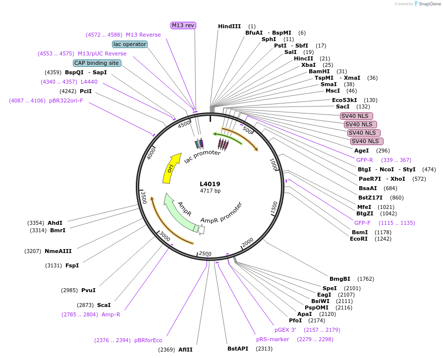 1615-plasmid-map-sequence-id-225