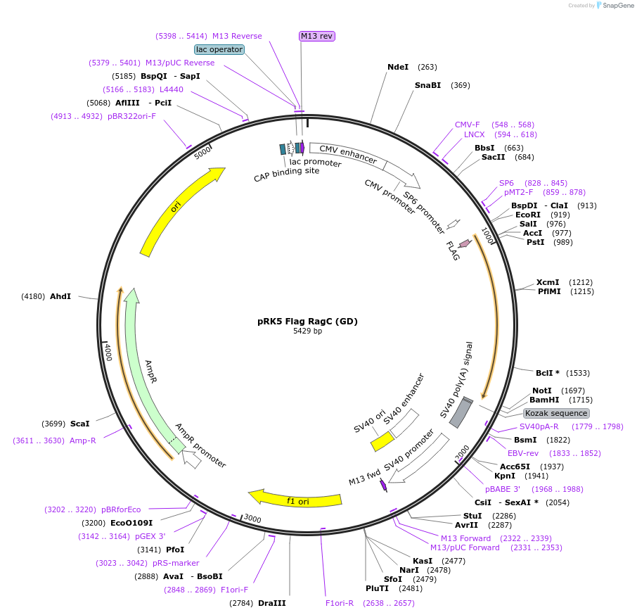 112772-plasmid-map-sequence-id-225000